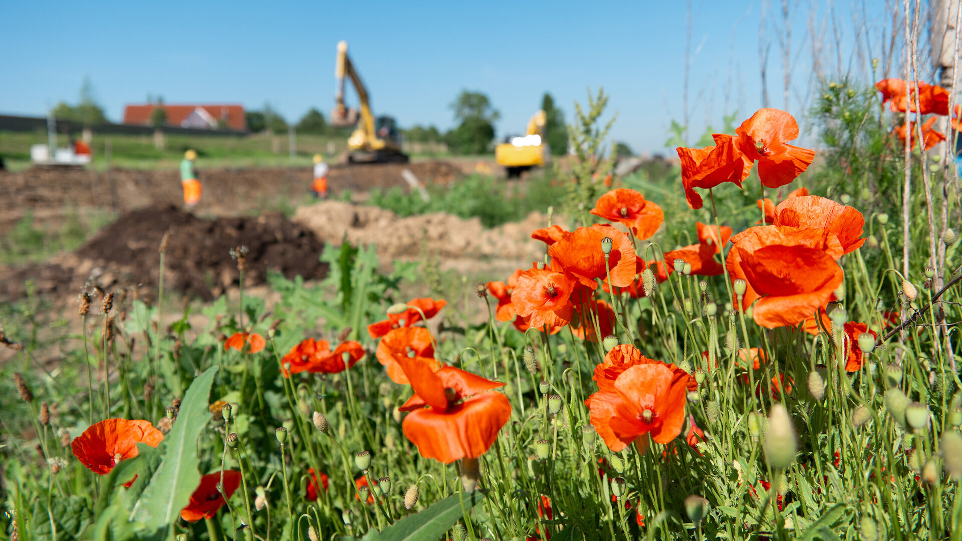 Im Vordergrund blühen rote Mohnblumen, während im Hintergrund Bagger und Arbeiter auf einem Baustellengelände aktiv sind.